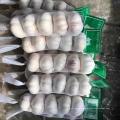 China normal white garlic new season fresh garlic export